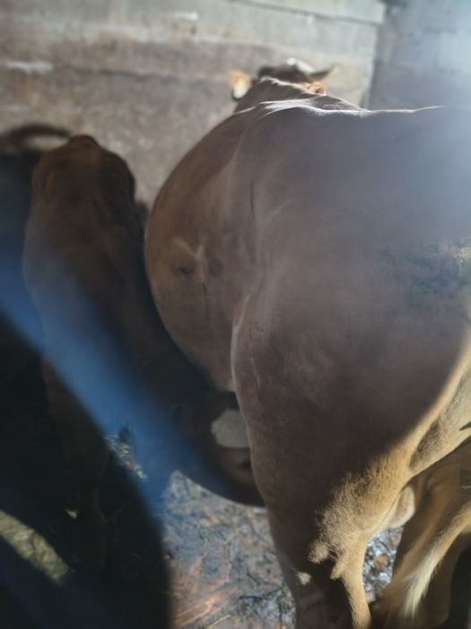 Vaca de vînzare ,cu vițel sau fara ,se vinde, informații la tel.