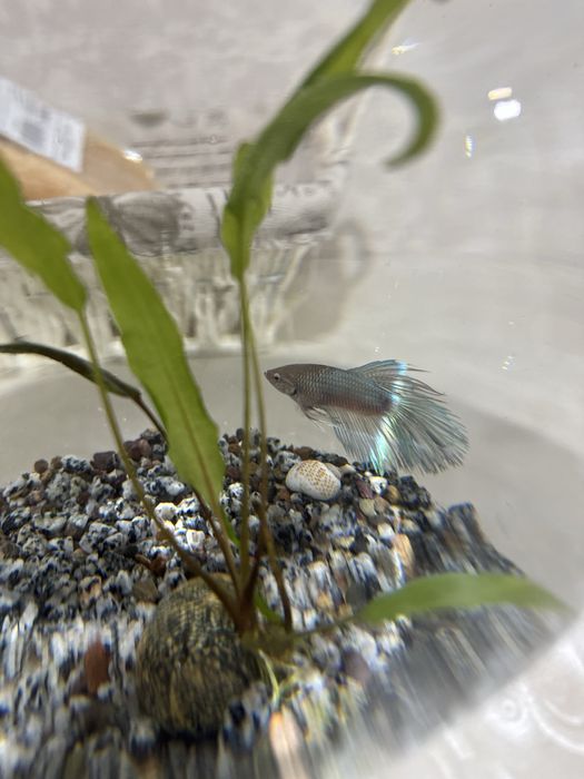 Продам аквариум с рыбкой