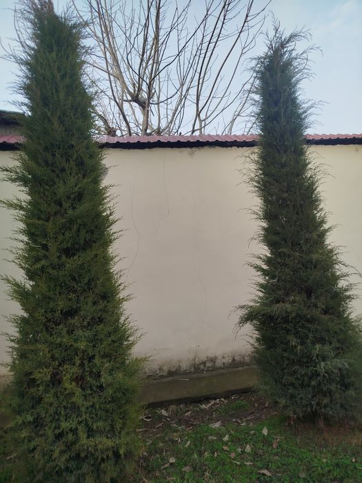 Archa 7 yillik yaxshi zor