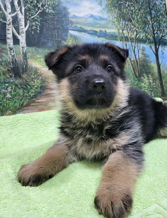 Щенки немецкой овчарки