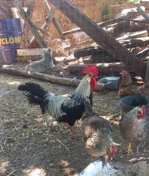 Familie 5+1 rasa italiana argintie ( leghorn )