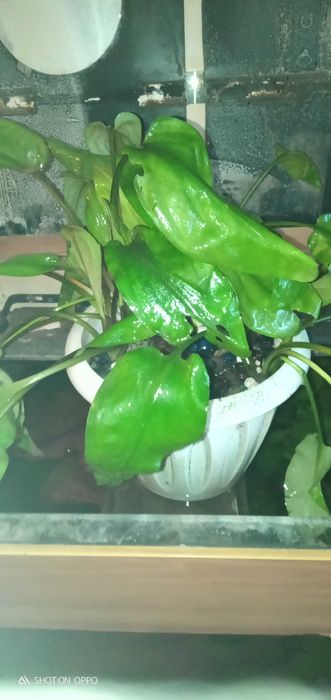 Аквариумные растения