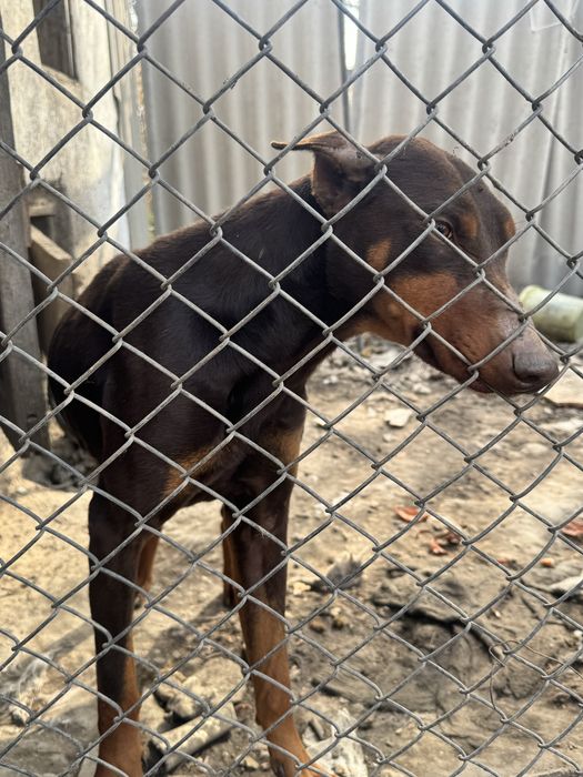 Продам добермана