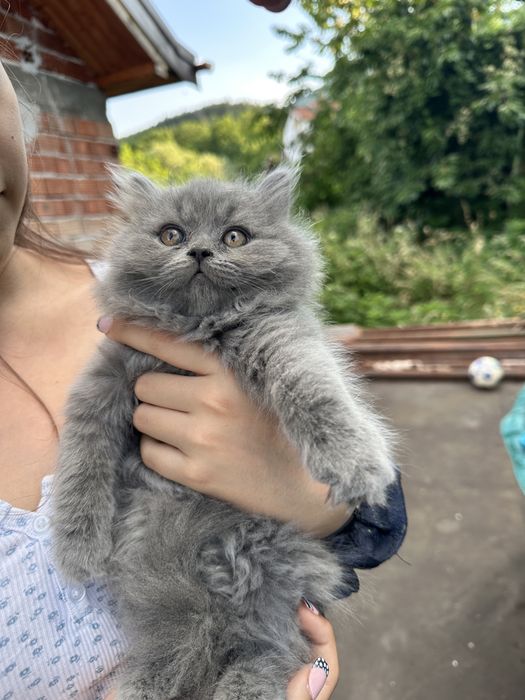 Британски котета