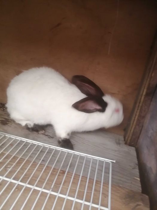 Iepuri californieni pui și femele  mature