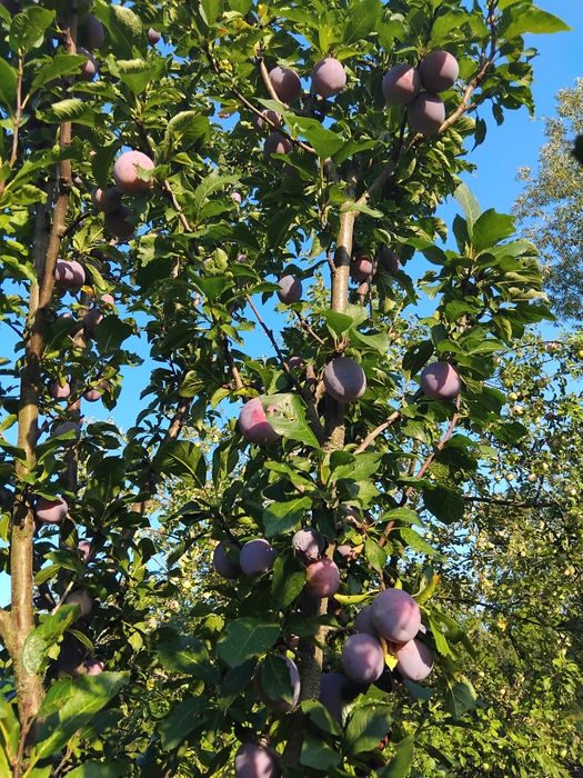Prune de galbena ,Stanley si bistrite