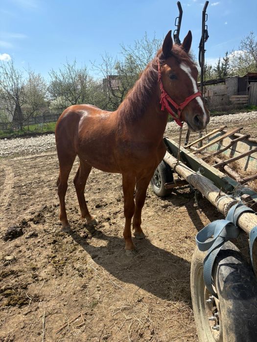 Vand cal de 8 ani si o manza de un an di o luna