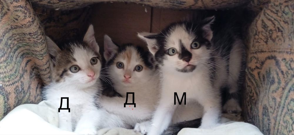 Отдам котят 2 месяца
