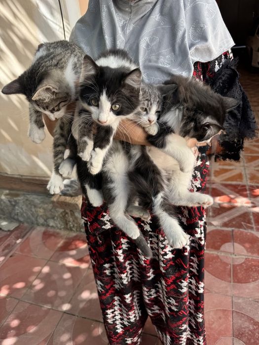 Котята, котенок, кошка. Мушук боласи́, мушукчалар.