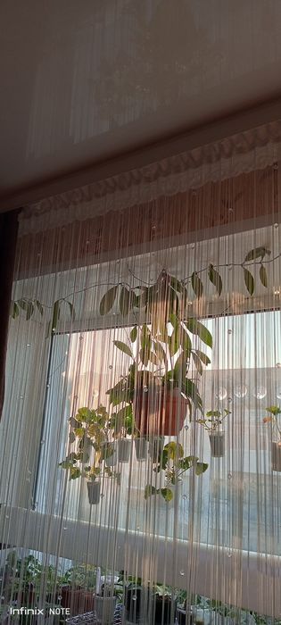 Хойя комнатный цветок