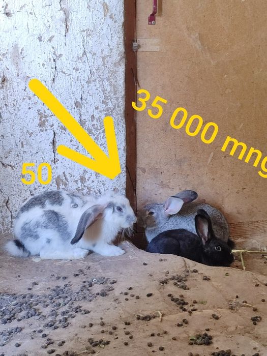 Quyonlar arzon NAVOIY