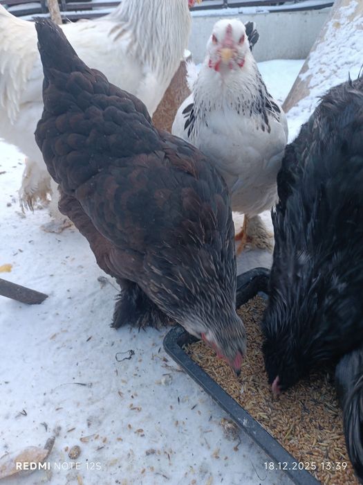 Продаю курей кохинхинов