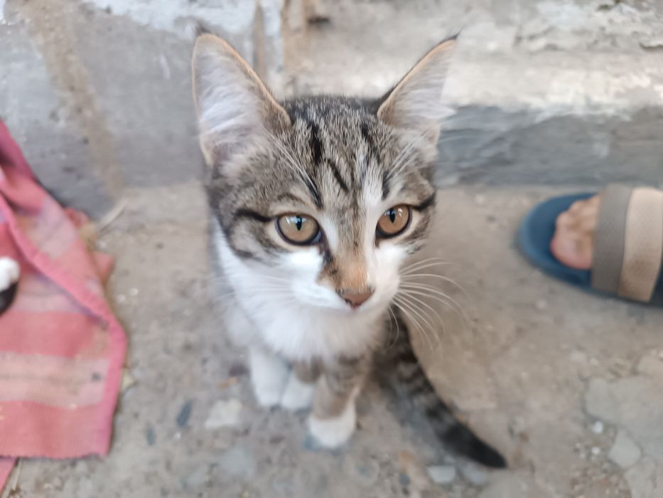 Домашние котята.