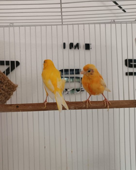 Птичка канарейка