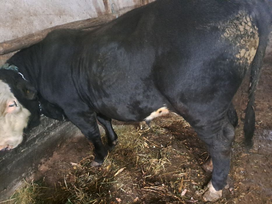 Taur angus negru