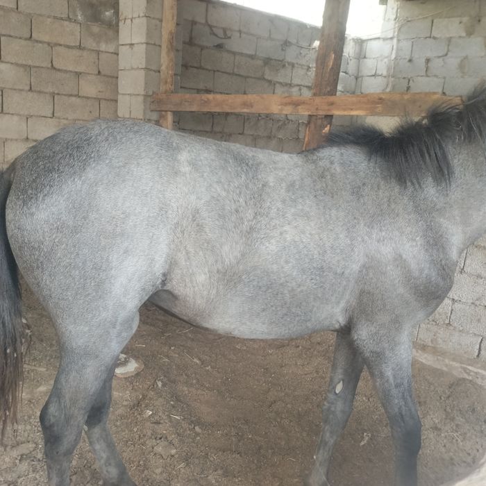 Продаю срочно Лошадь.