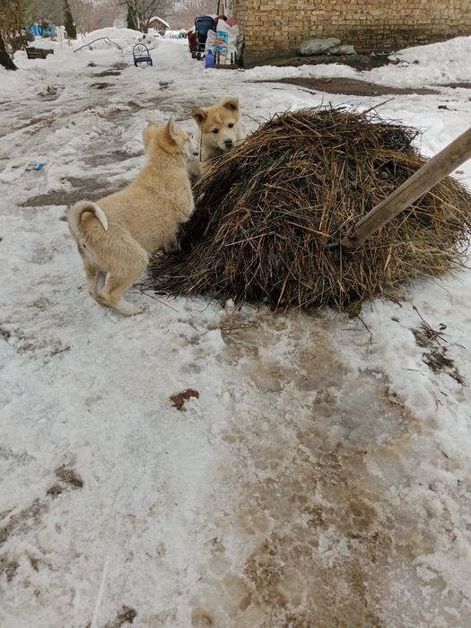 Продам лайки чистокровные