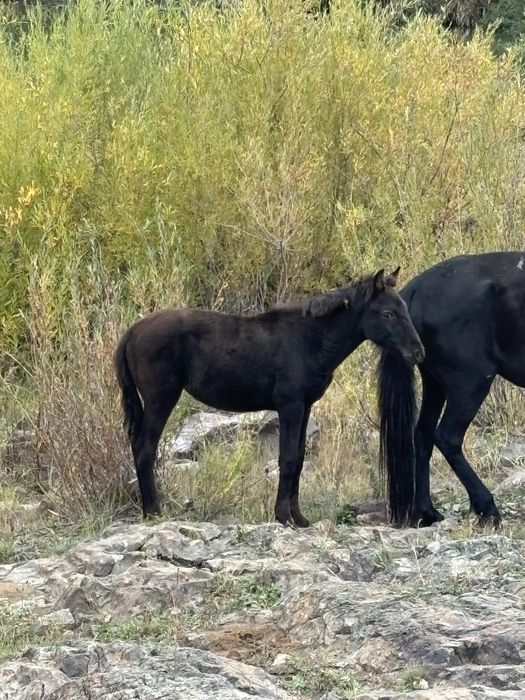 Урғашы жабағы  сатылады бағасы 270 берем окачательно