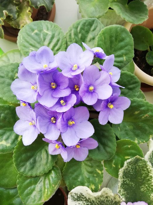 Продам красивые фиалки