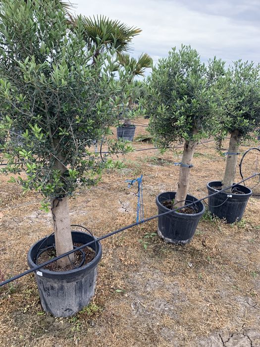 Maslin Olea Europaea pe rod