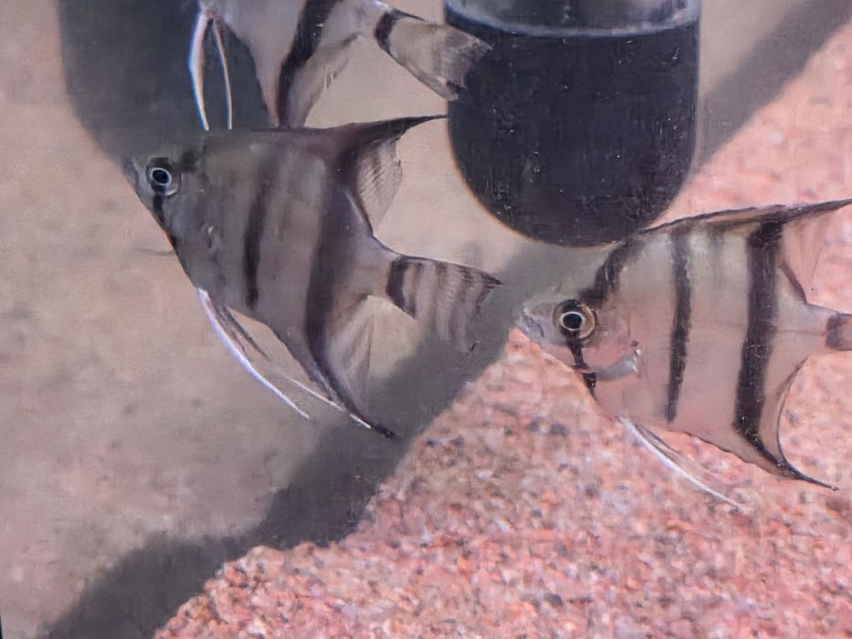 Скалярии Рио-Нанай, подростки.