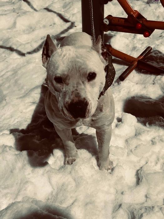 Питбуль сатылады еркек