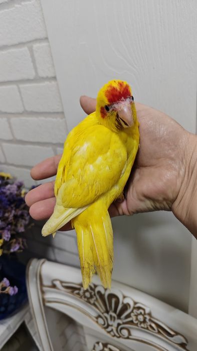 Продаётся птенец попугая Какарика