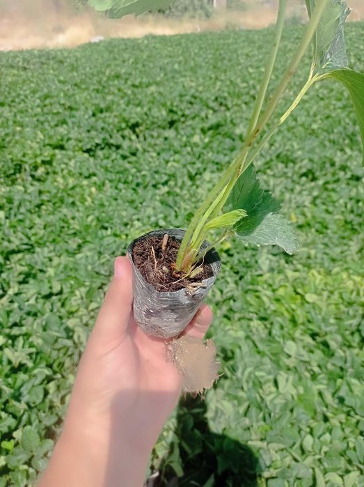 Қулупнай кўчатлари, рассада клубник