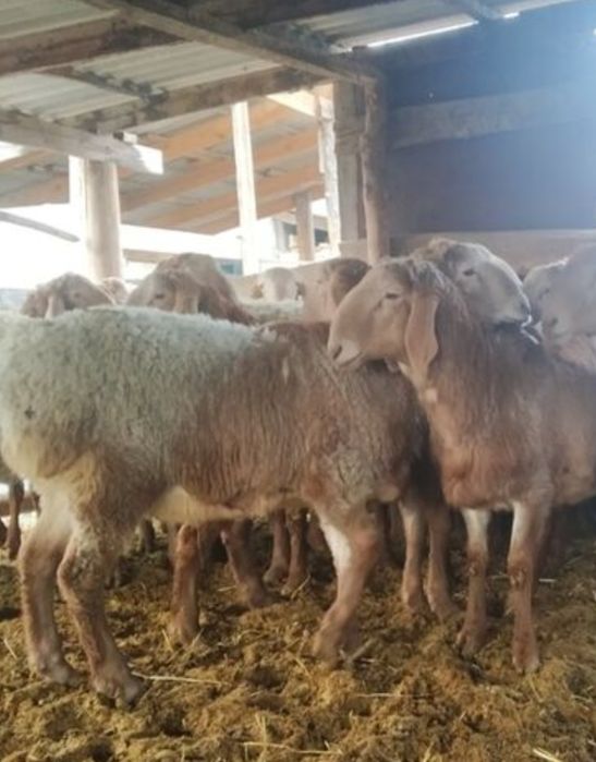 Прадаётся бараны