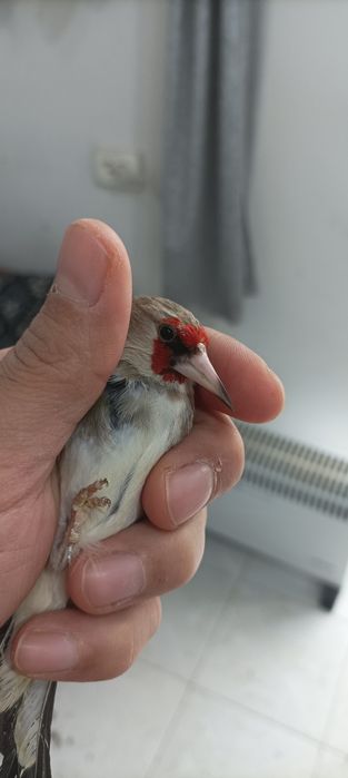 Щегол черноголовый