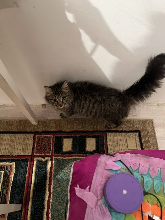 Мейн кун кошка шым