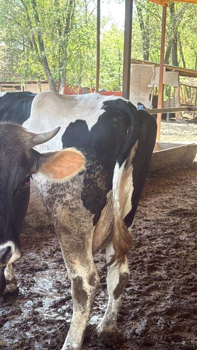 Корова, КРС, телки