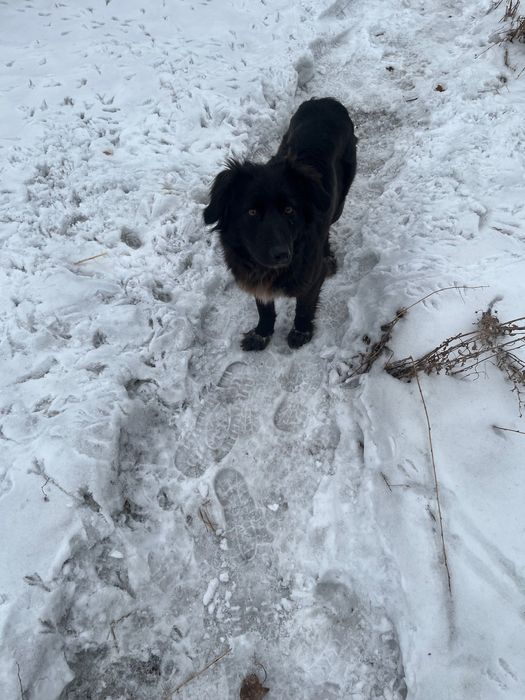 Щенки в добрые руки