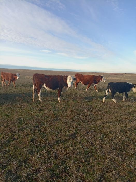 1.5 жастык букалар