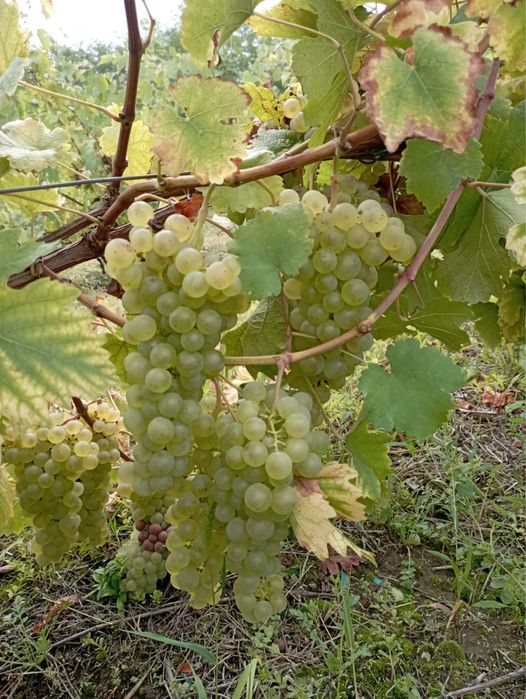 Struguri de vin