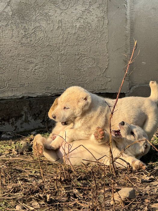 Тобет САО шенки продается