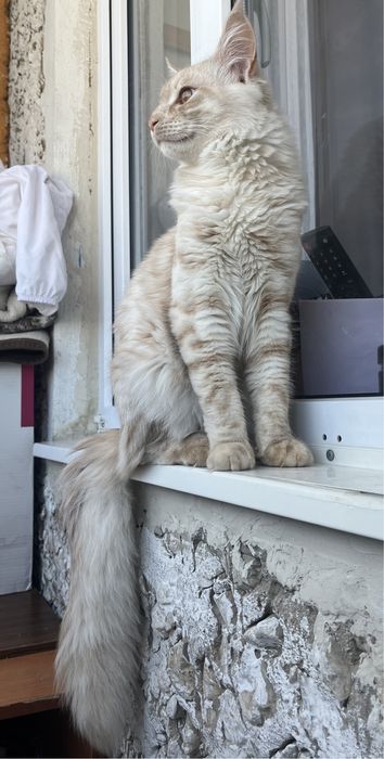 отдам котенка шесть месяцев