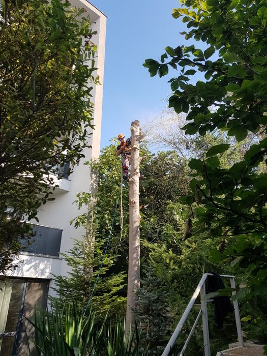 Рязане и подкастряне на стари и опасни дървета