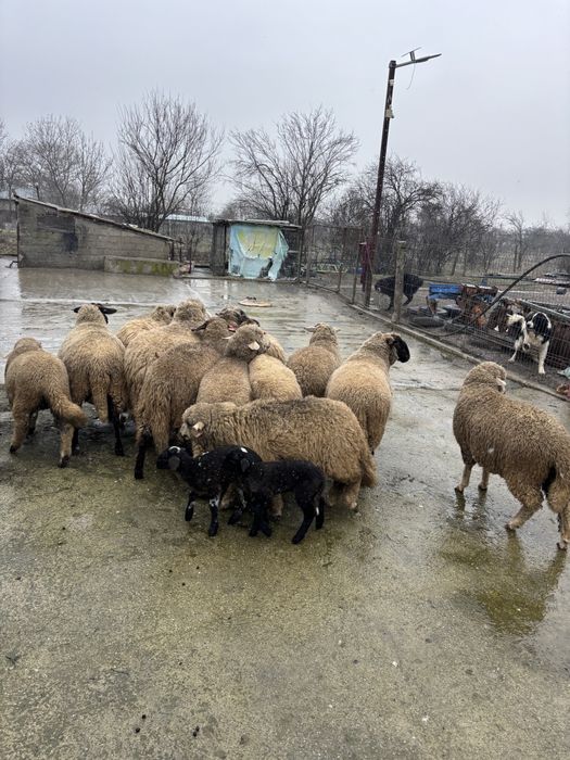 Oi gestante de vanzare