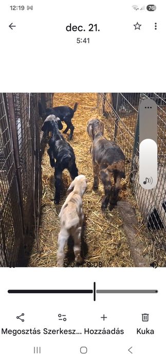 Vind iedut angol nubien mascul