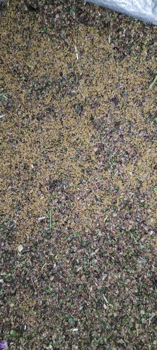 Vând sămânță de lucernă