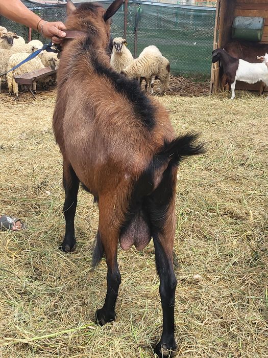 vând un țap alpin francez pret 800 de lei nego sau schimb cu alte animale