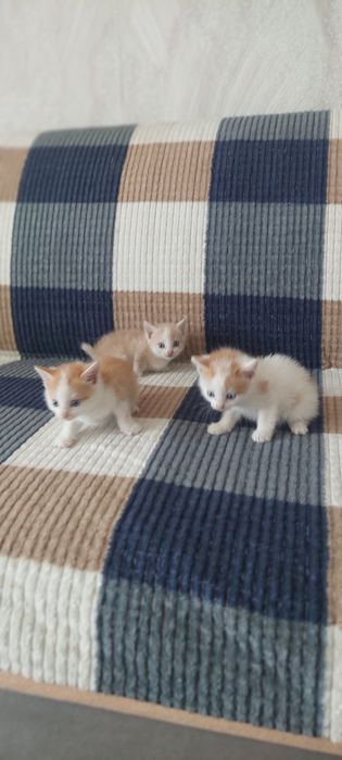 Котята малышыыыы