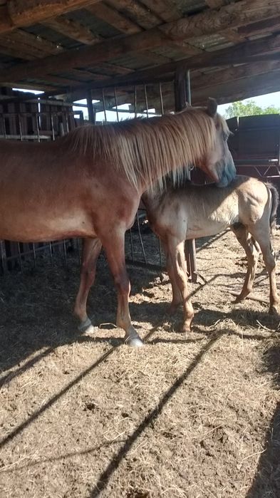Продам кабылу пять лет с жерибенкам
