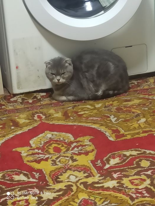 Продается кошка девочка