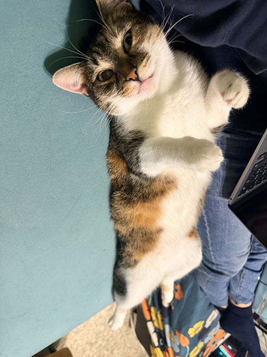 Млада котка търси дом