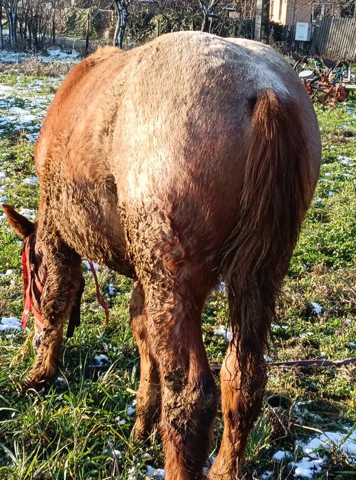 Vand mânz din cai grei