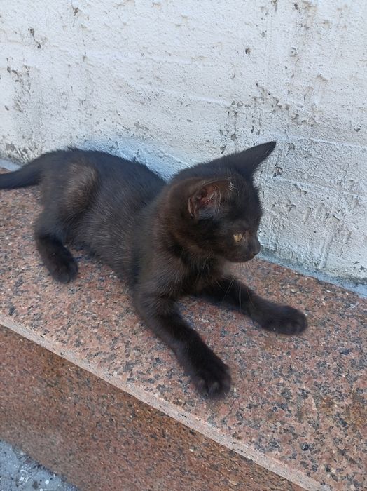 Котенок Черная пантера