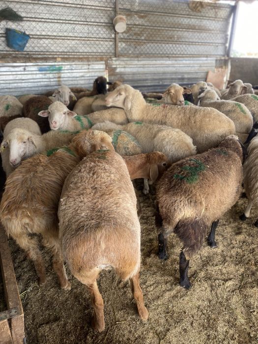 Қой / тоқты сатылады отборный семіз