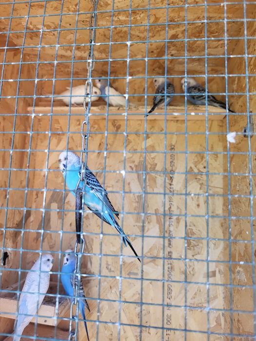 Vând papagali și canari
